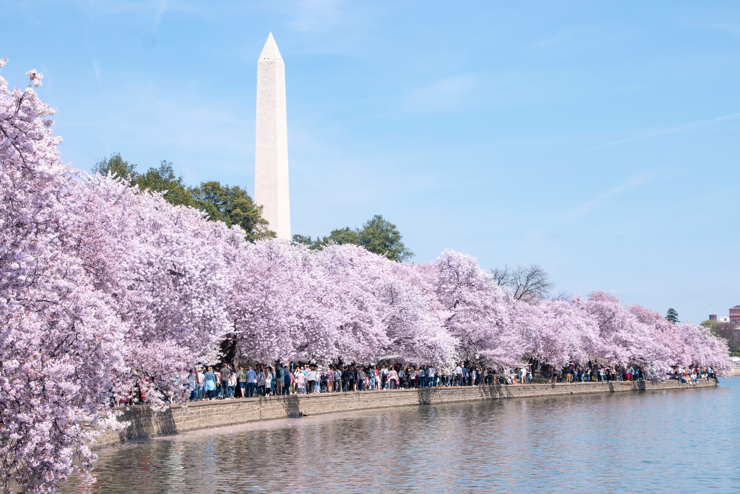 The Washington Monument with cherry blossom
