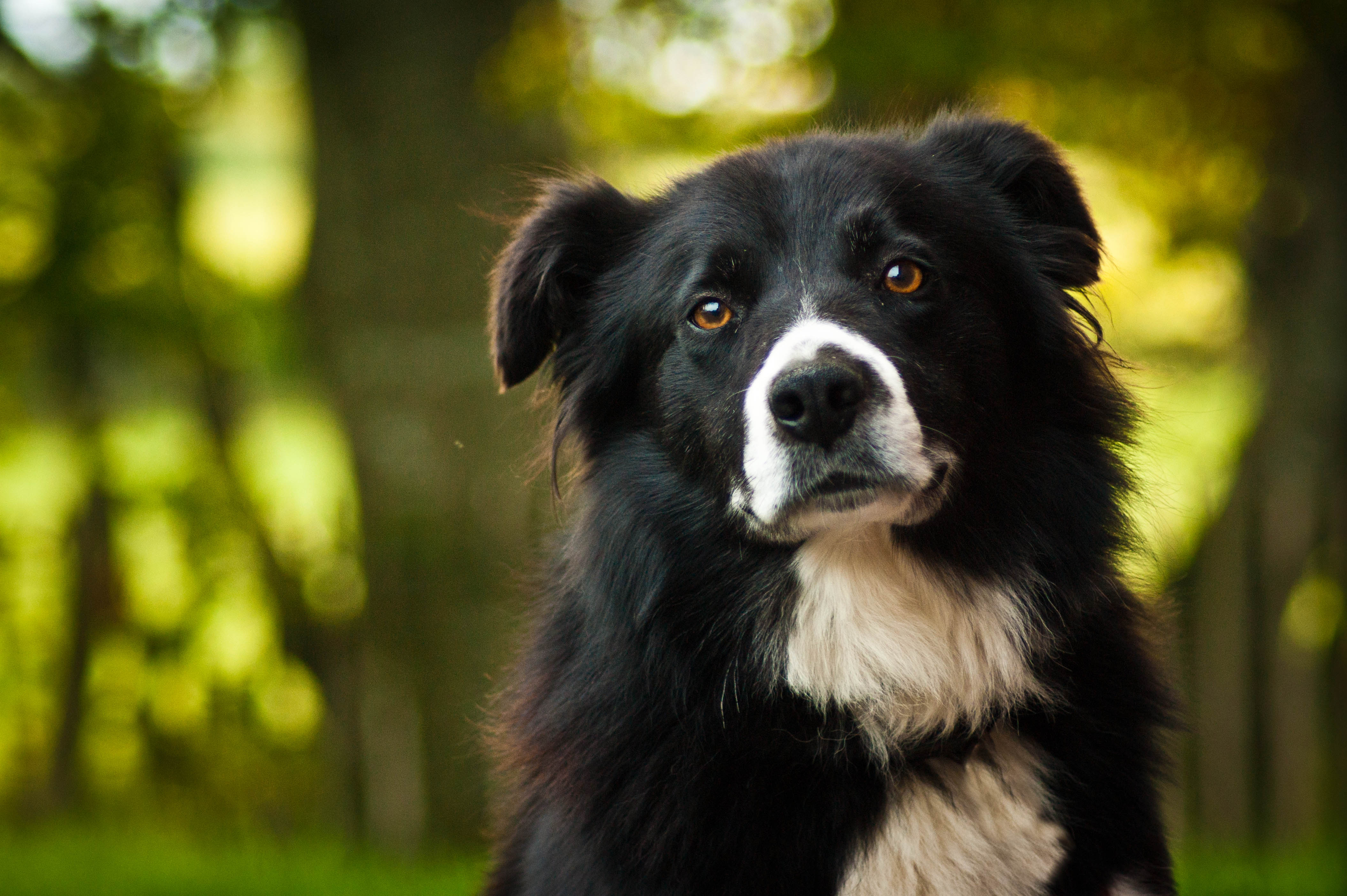 A collie with a quizzical look