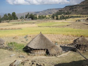 Wheat and Barley, northern Amhara region