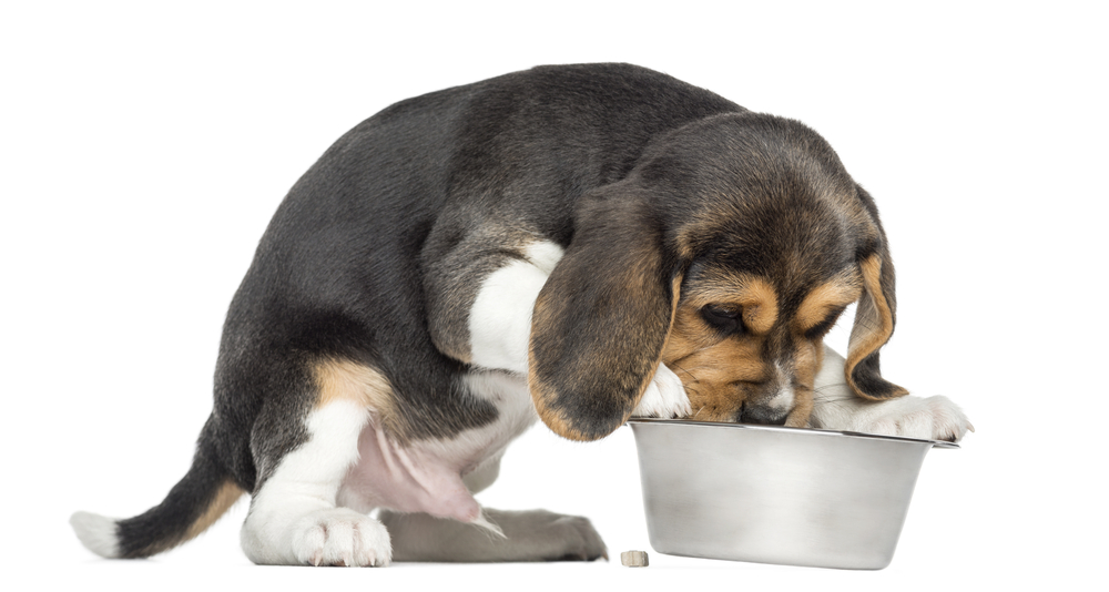 Side view of a Border collie eating from its bowl, isolated on white