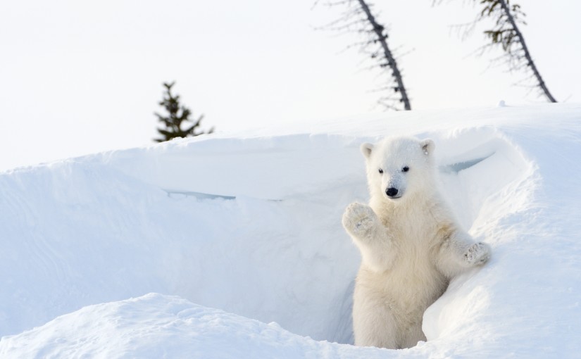 Polar Bear (Ursus maritimus) cub coming out den and playing around, Wapusk national park, Canada.