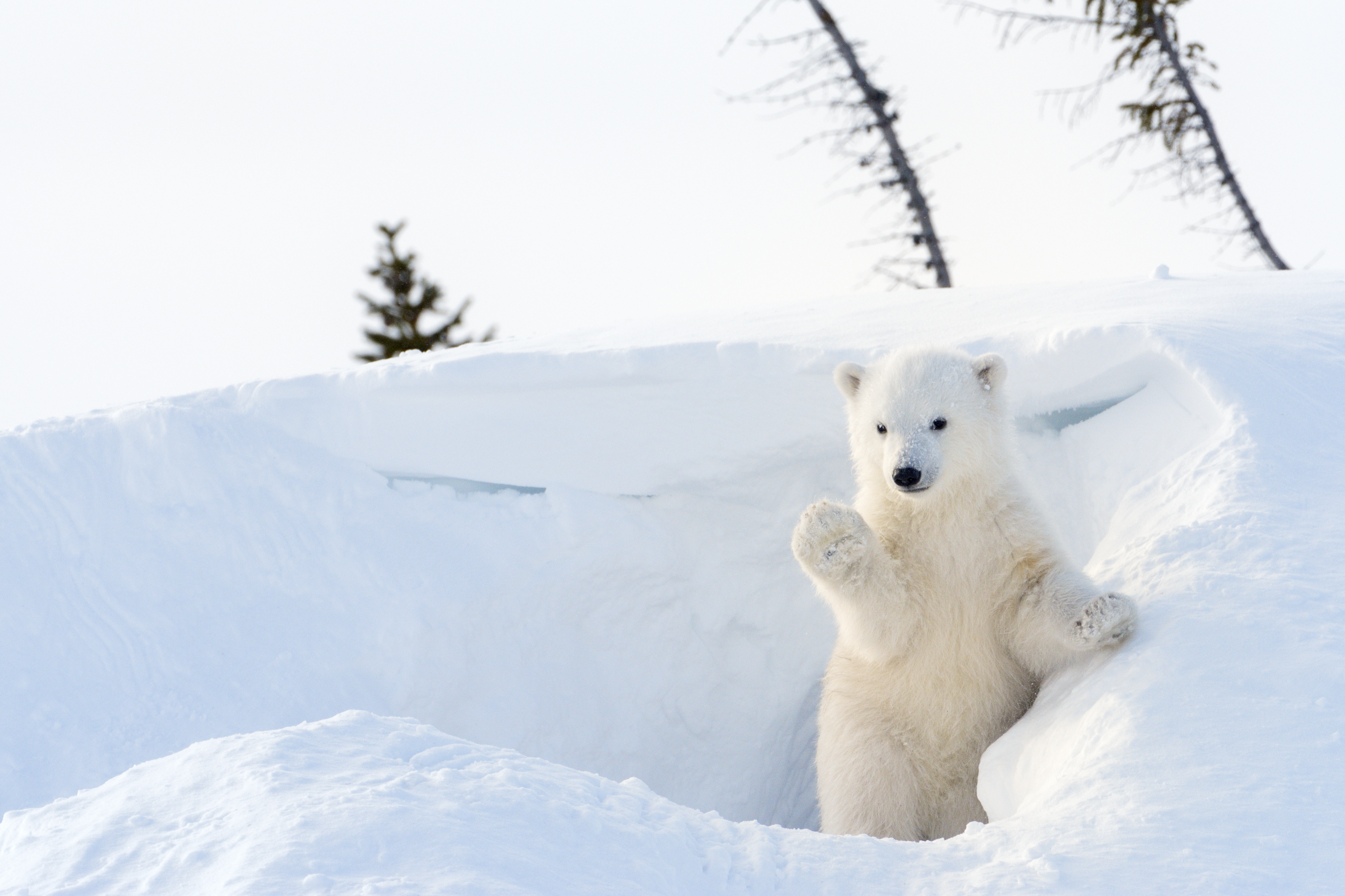 Polar Bear (Ursus maritimus) cub coming out den and playing around, Wapusk national park, Canada.