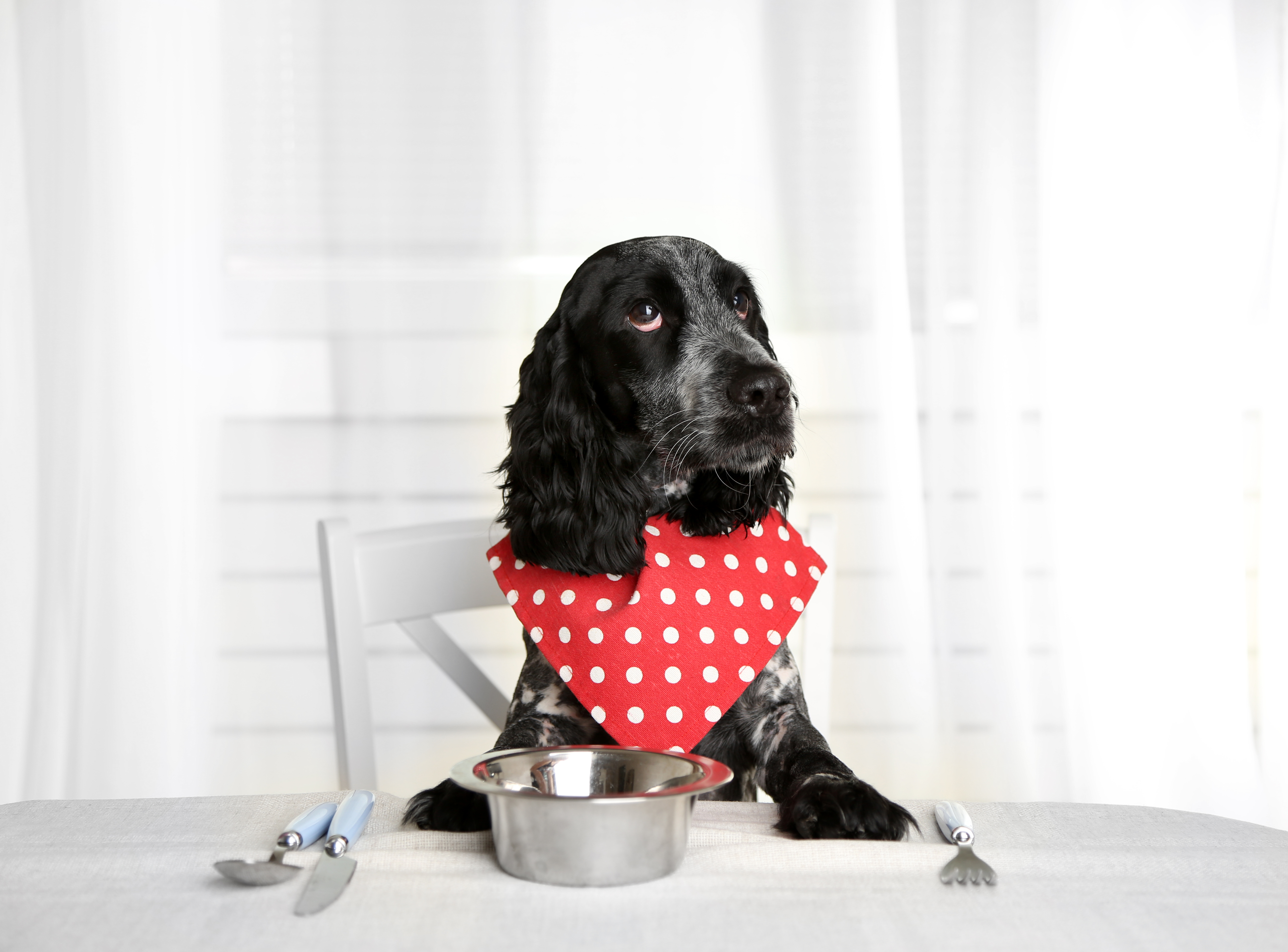 Dog looking at plate of kibbles on dining table