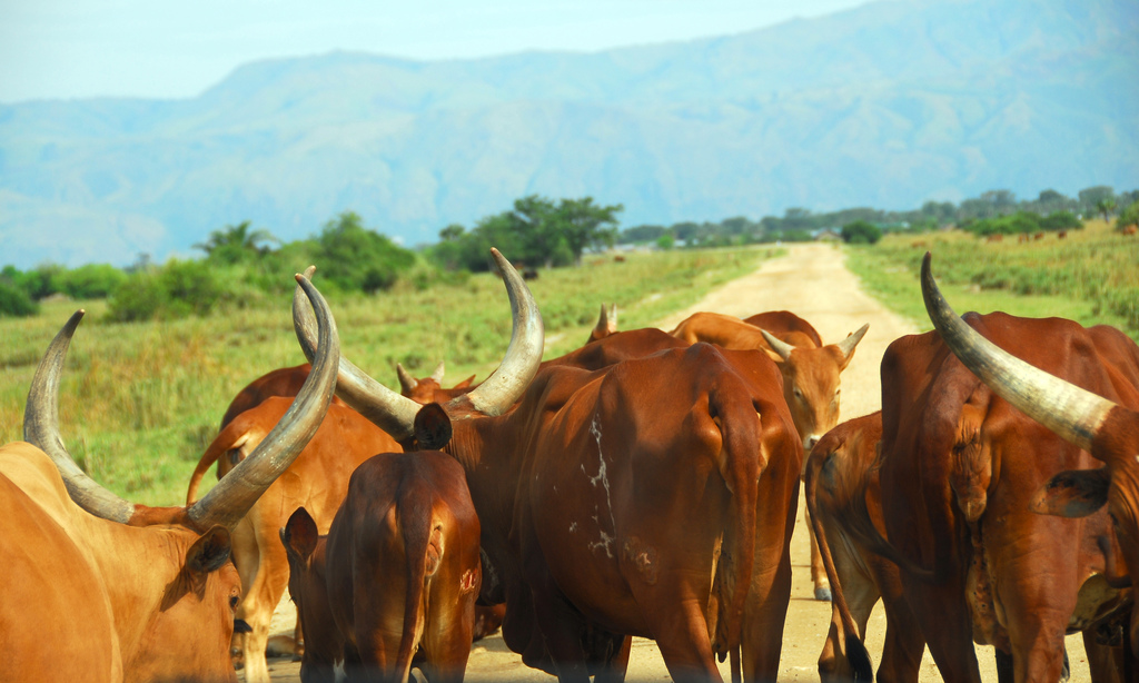 Road between Fort Portal and Rebisengo